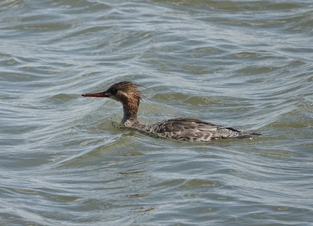 Red-breasted Merganser - ML617322154