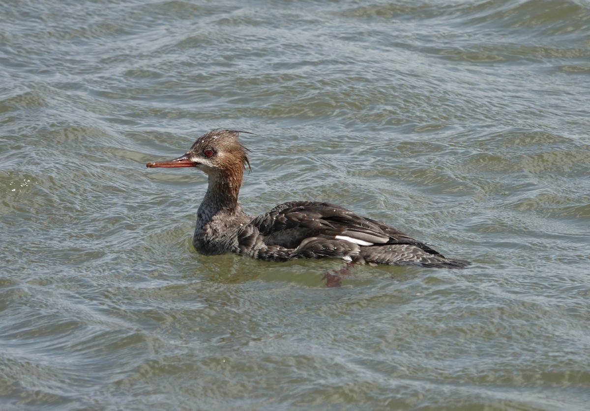 Red-breasted Merganser - ML617322159