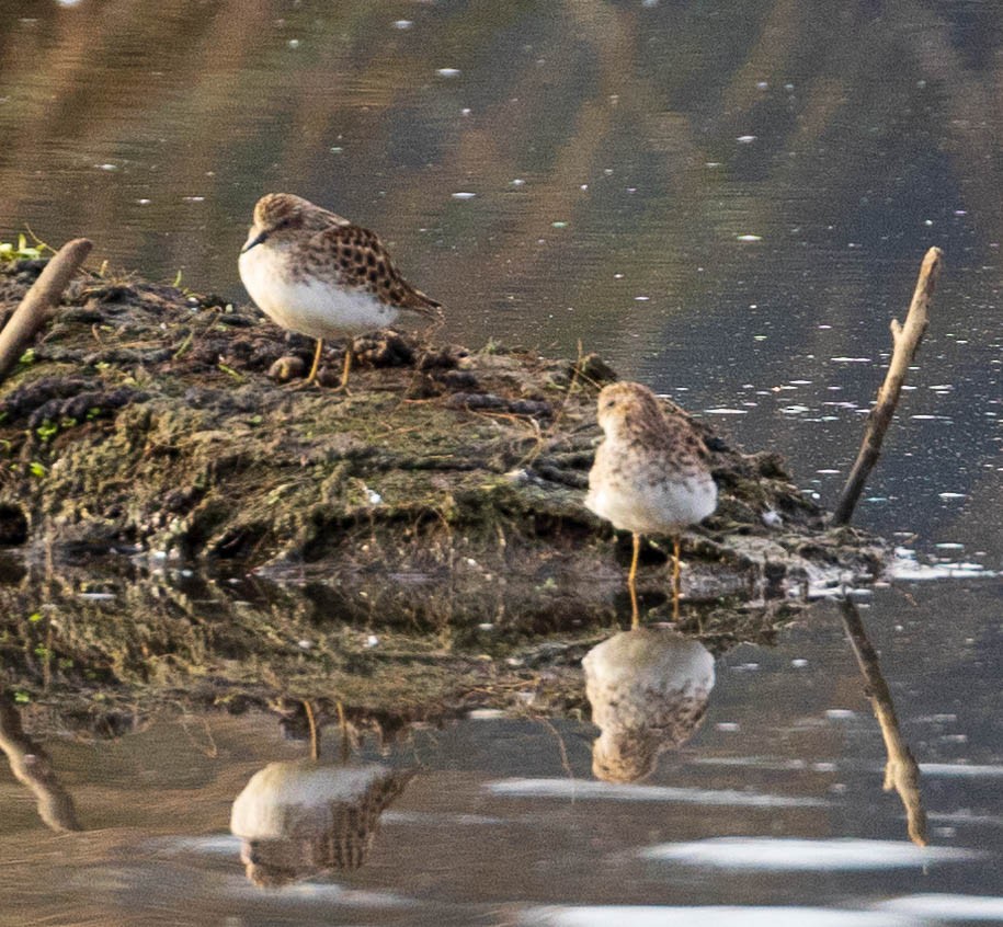 pygmésnipe - ML617322163