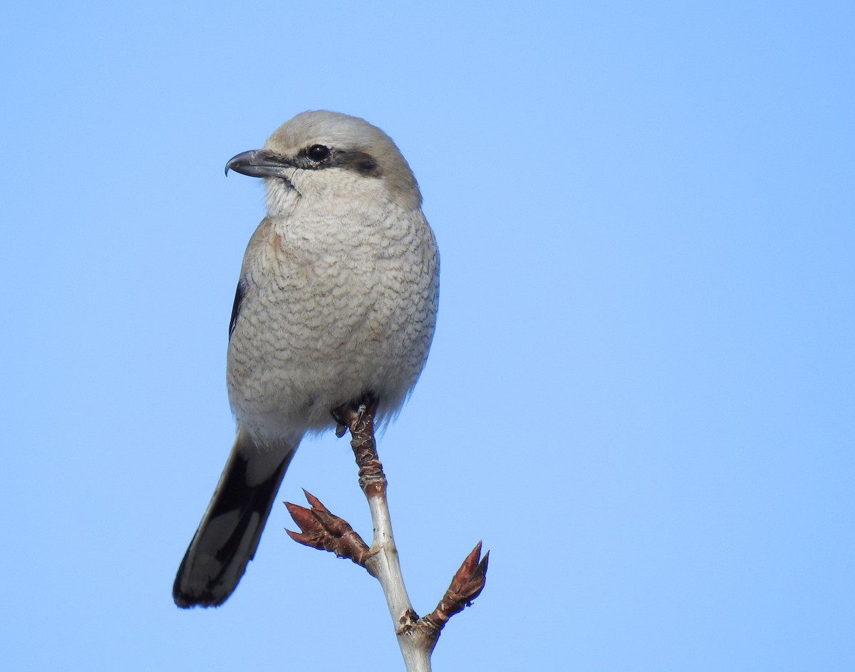 Alcaudón Boreal - ML617322251