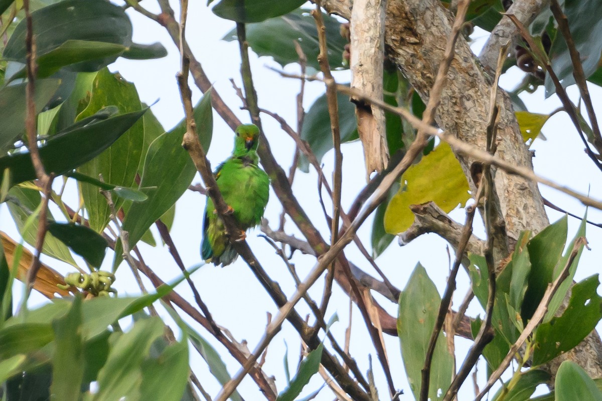 Moluccan Hanging-Parrot - ML617322256