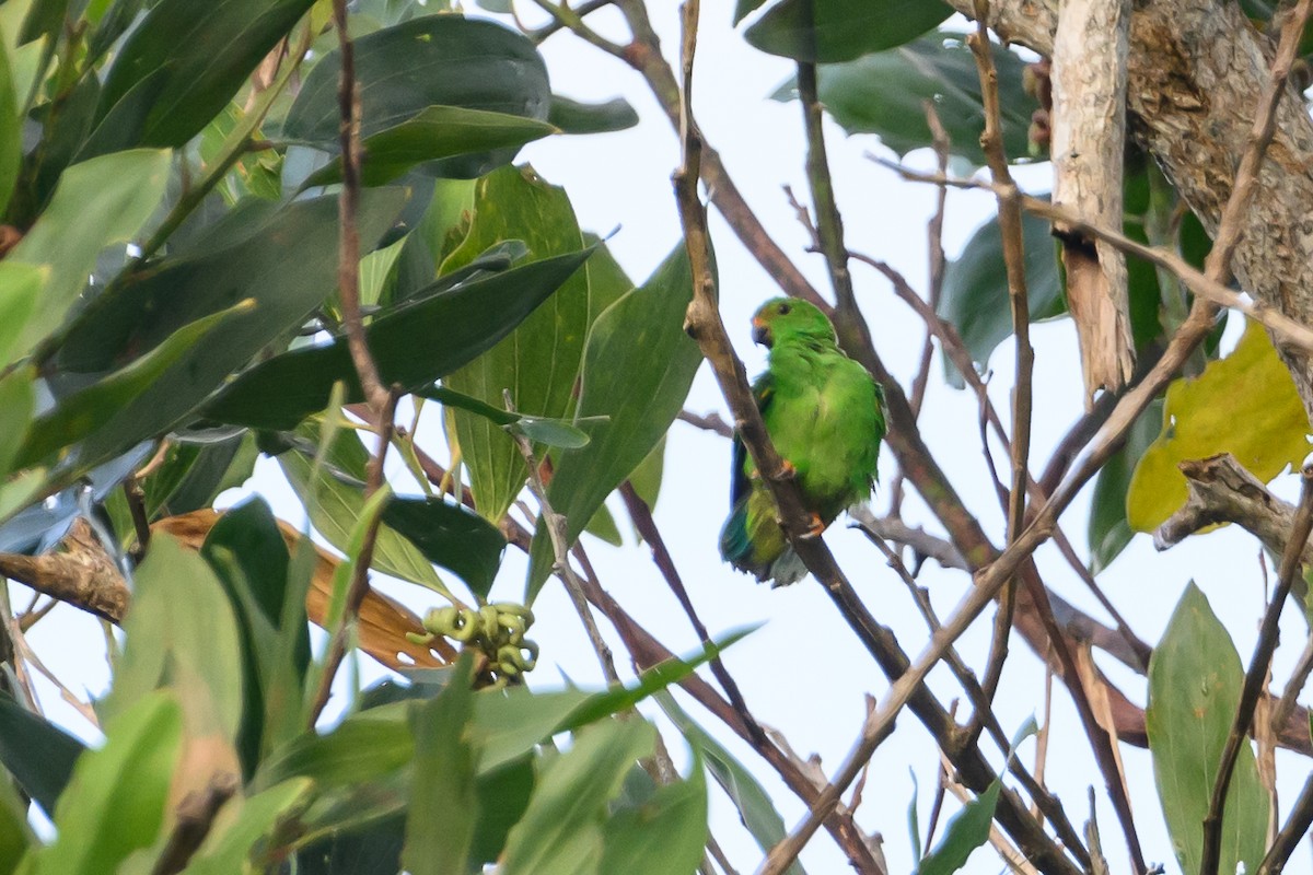 Moluccan Hanging-Parrot - ML617322257