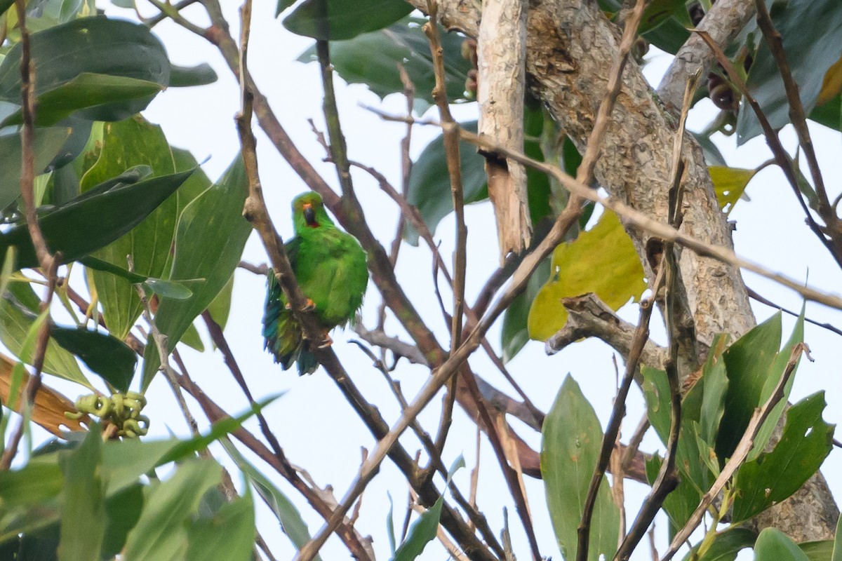 Moluccan Hanging-Parrot - Stephen Davies