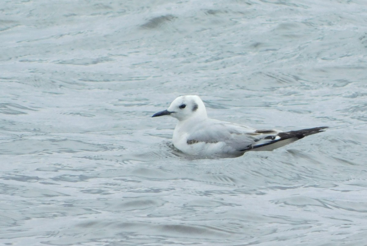 Bonaparte's Gull - Eddie Politz