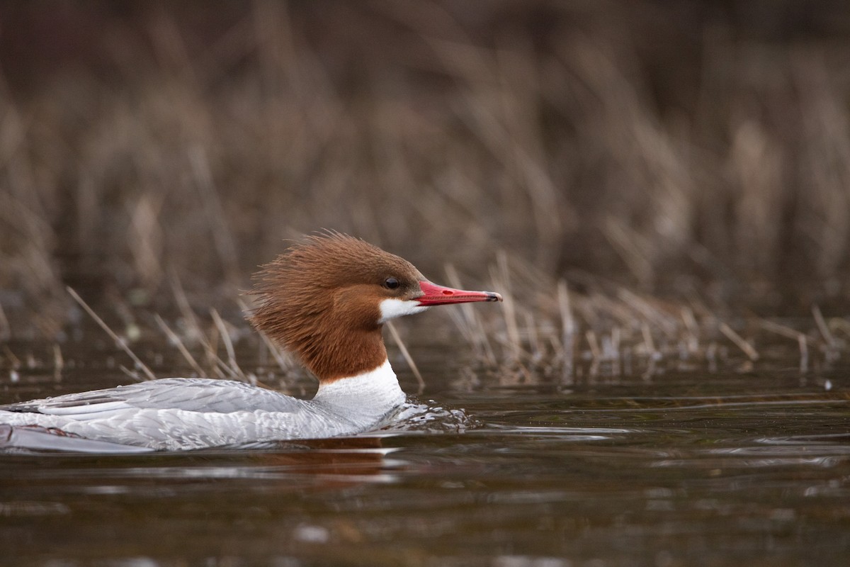 Common Merganser - Nick Hoffmann