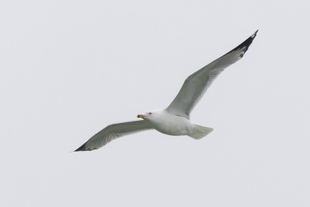 Ring-billed Gull - ML617322286