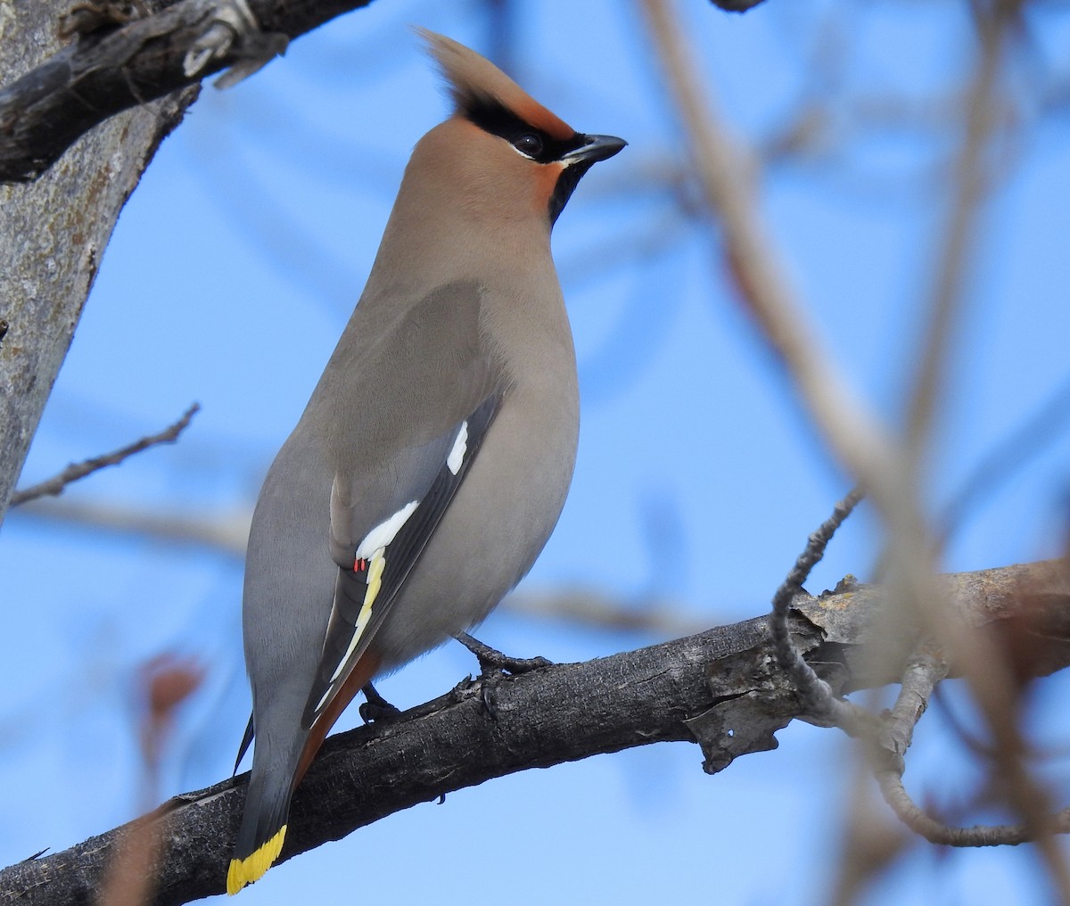 Bohemian Waxwing - ML617322298