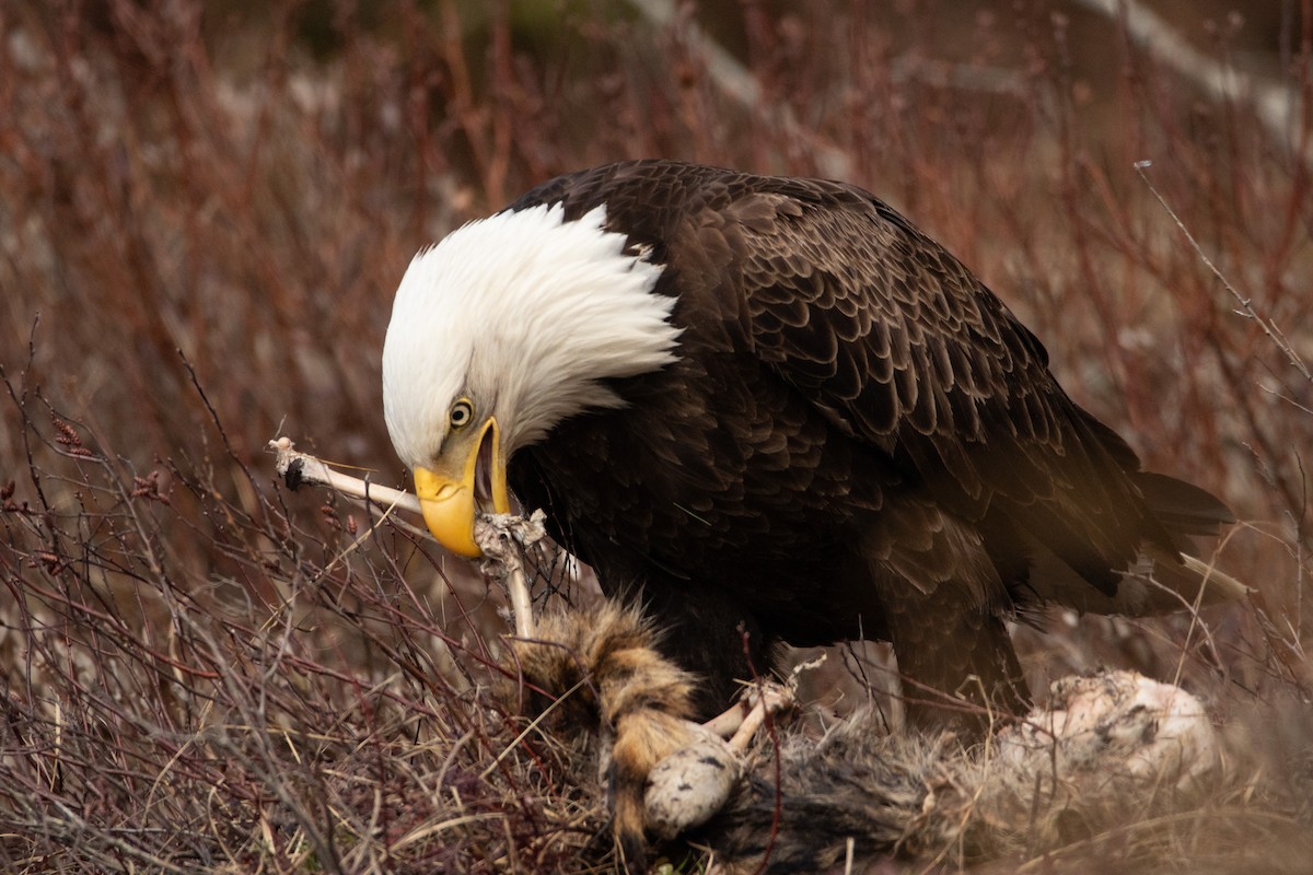 Bald Eagle - ML617322329