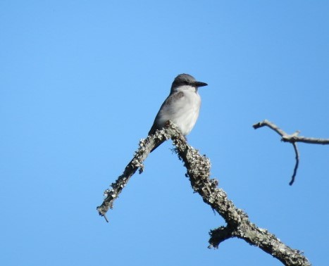 Gray Kingbird - ML617322341