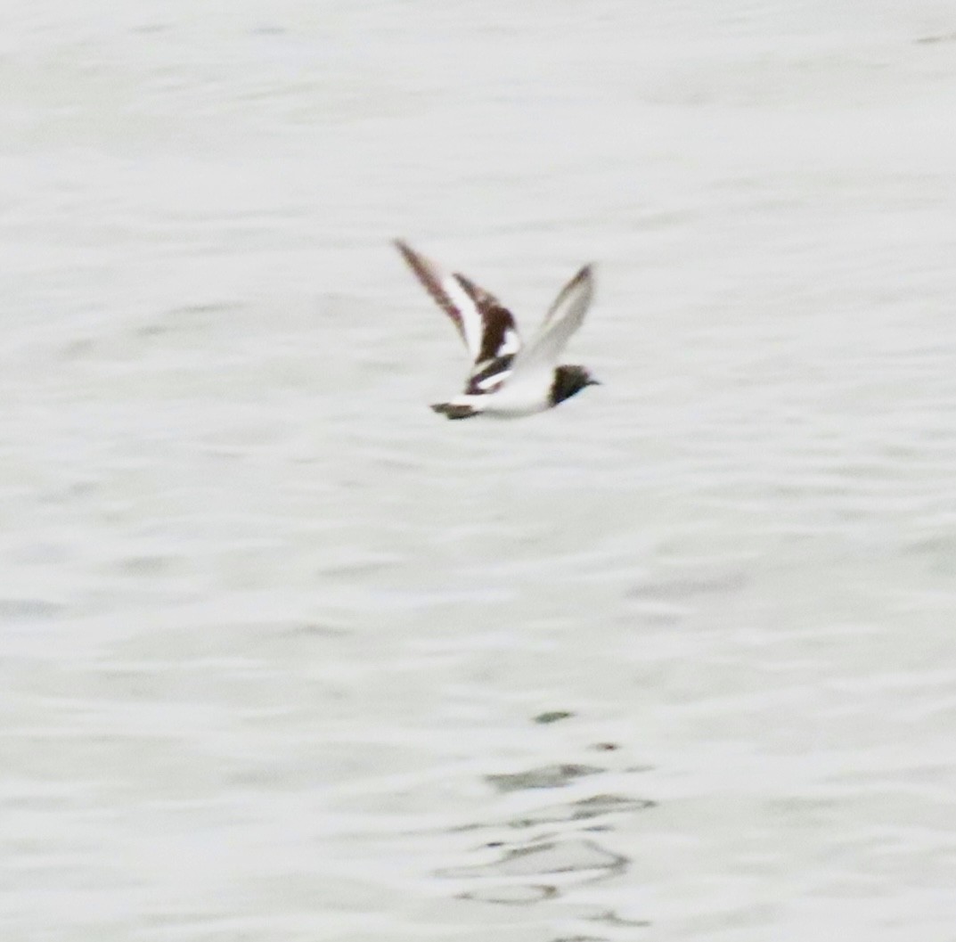 Black Turnstone - Nancy Salem