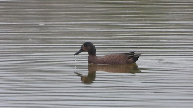 Blue-winged x Cinnamon Teal (hybrid) - ML617322414