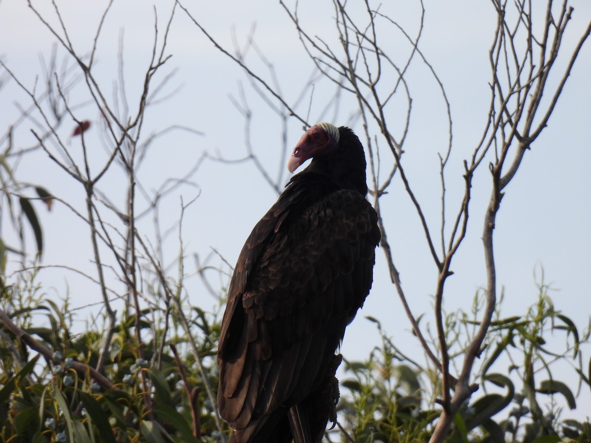 Turkey Vulture - Silvana Mallo
