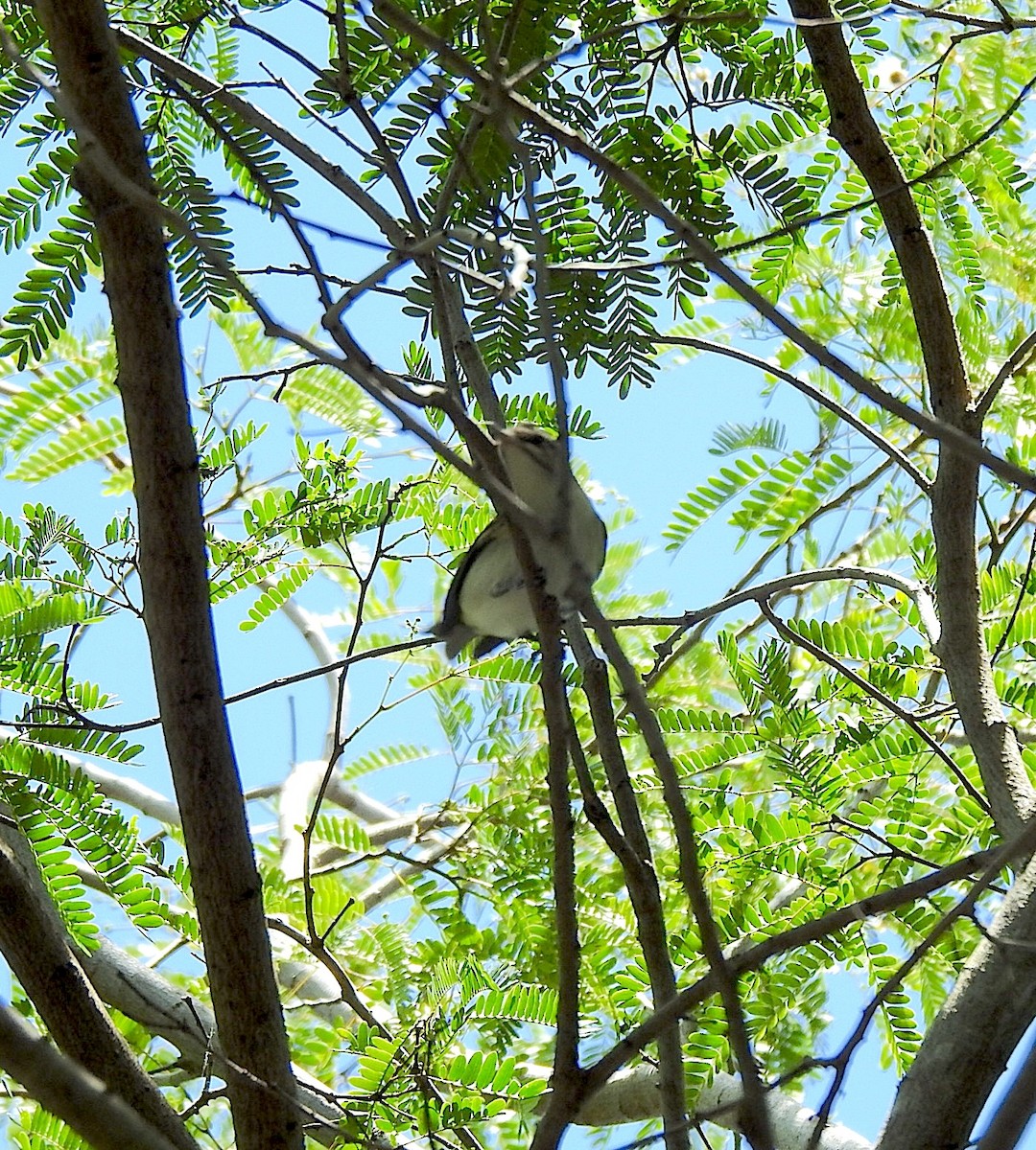 Black-whiskered Vireo - Barbara Hiaasen