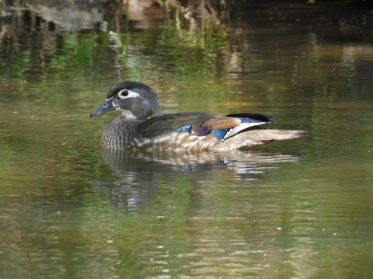 Wood Duck - ML617322463