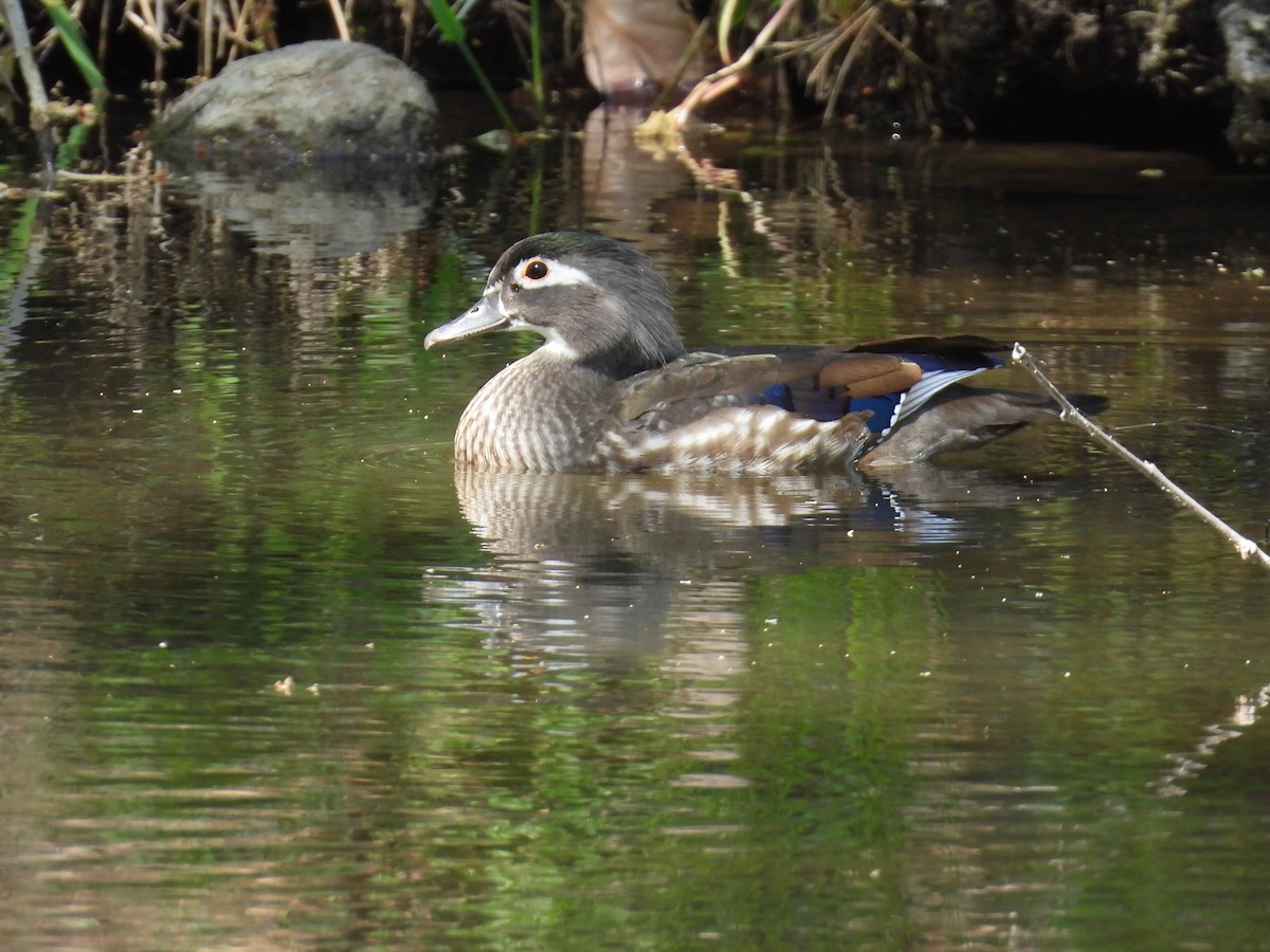 Wood Duck - ML617322464