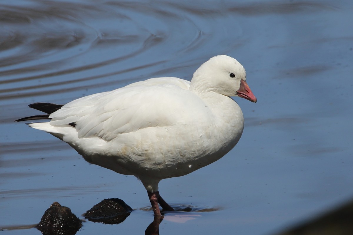 Ross's Goose - ML617322470