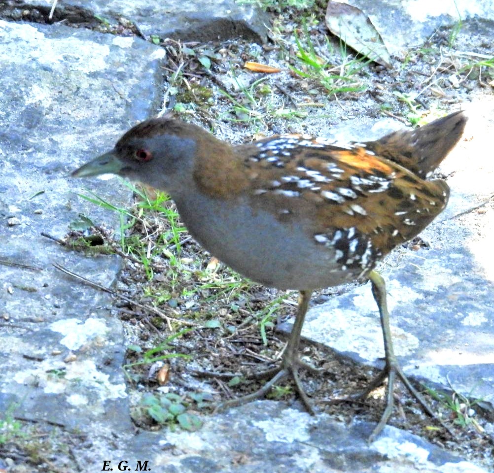 Baillon's Crake - ML617322500