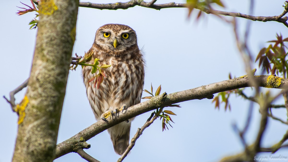 Little Owl - Stergios Kassavetis