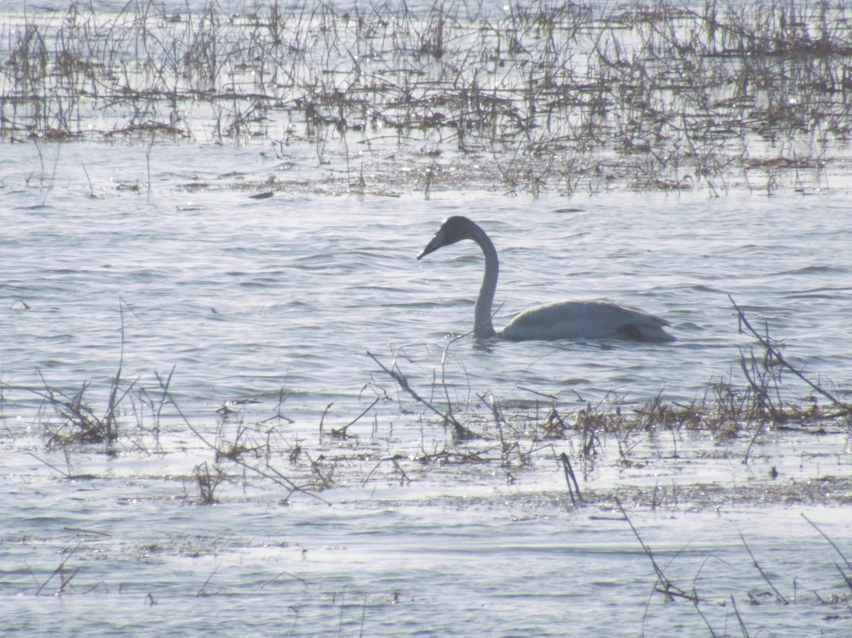 Whooper Swan - said nosrat