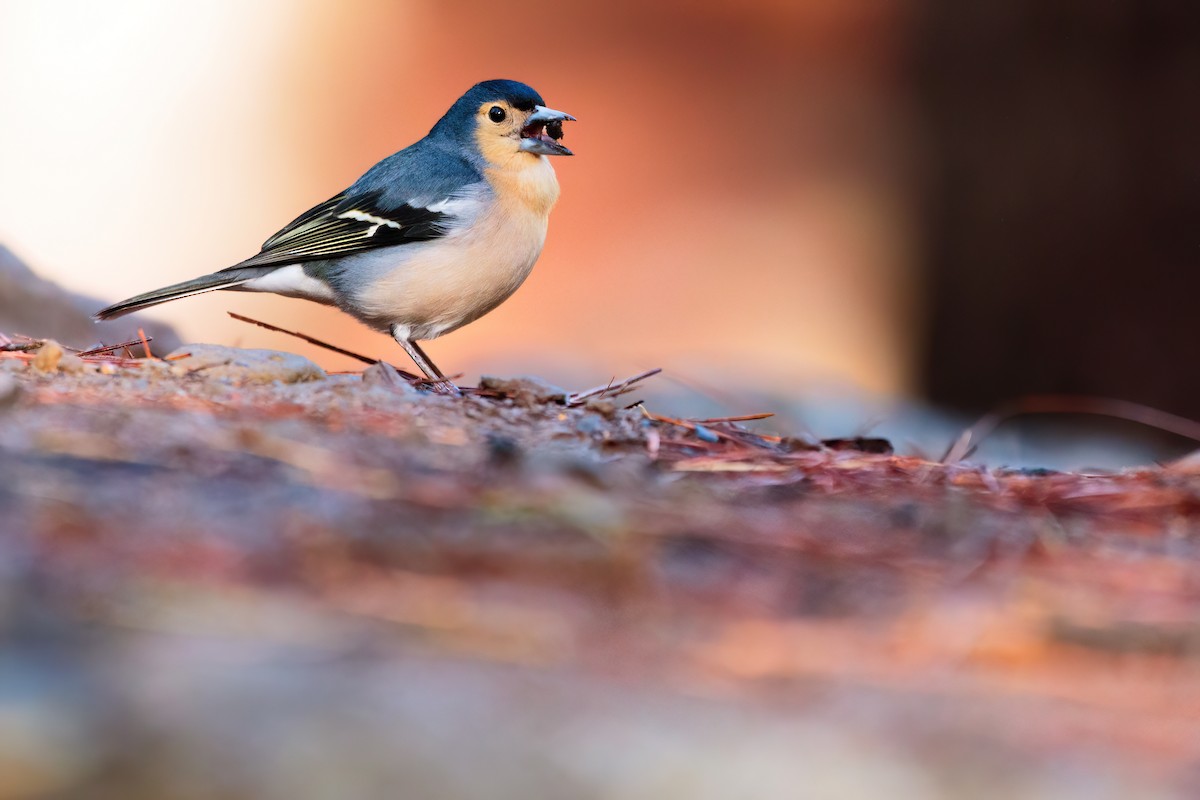 Canary Islands Chaffinch (Canary Is.) - ML617322625