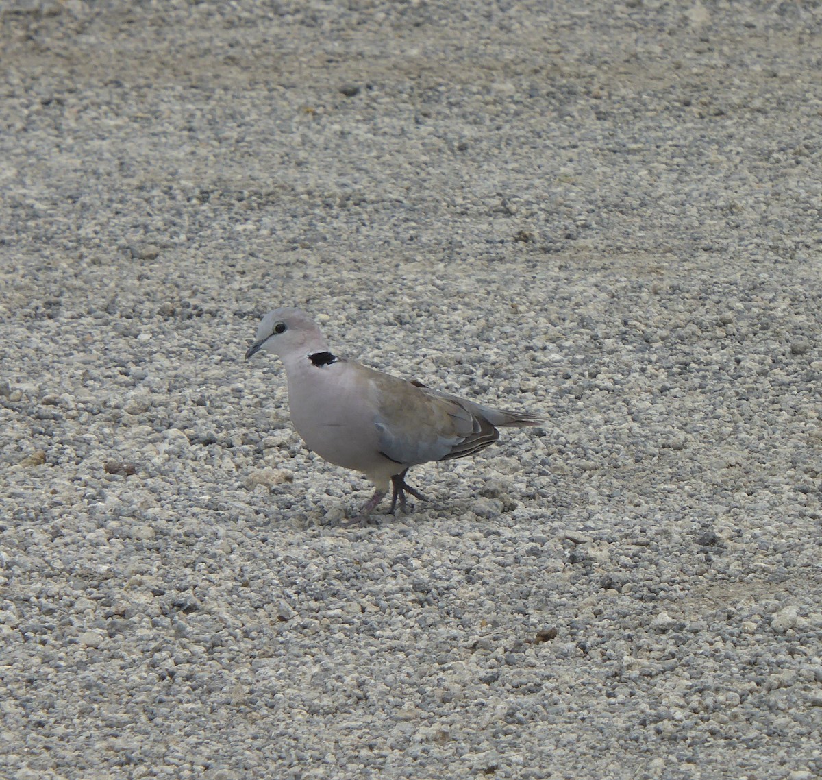 Ring-necked Dove - ML617322632