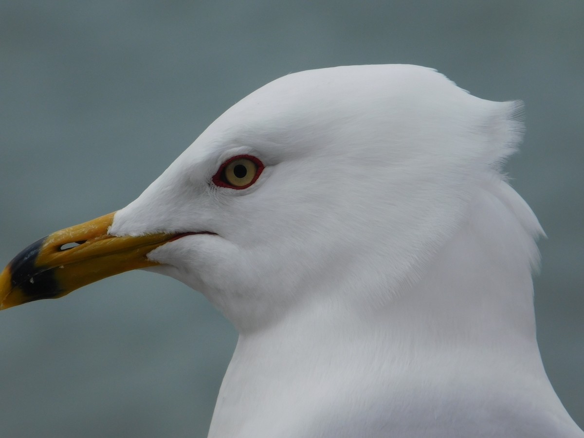 Ring-billed Gull - ML617322682