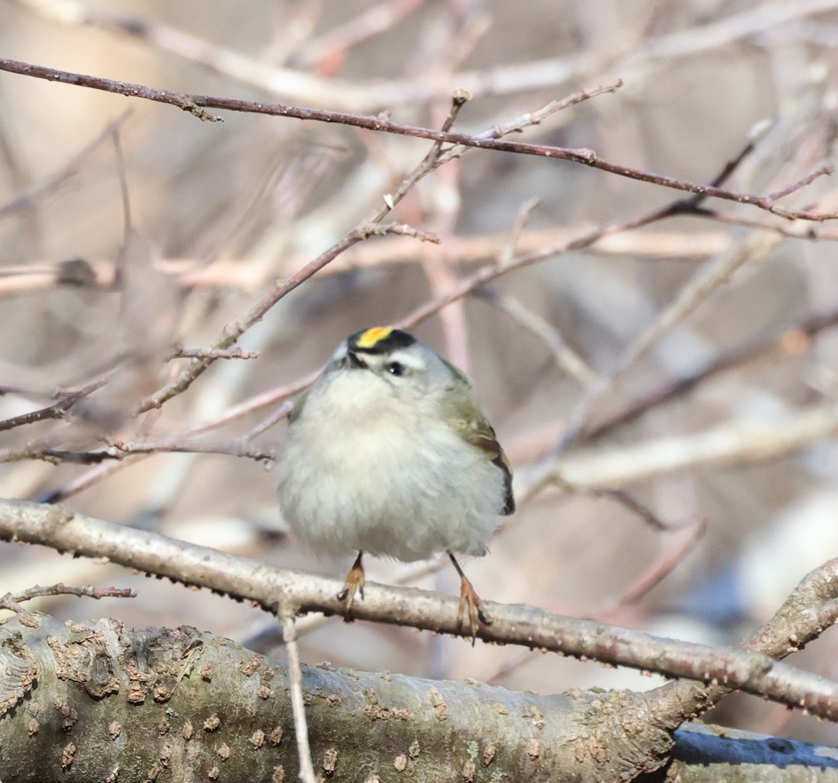 Golden-crowned Kinglet - Rod Schmidt