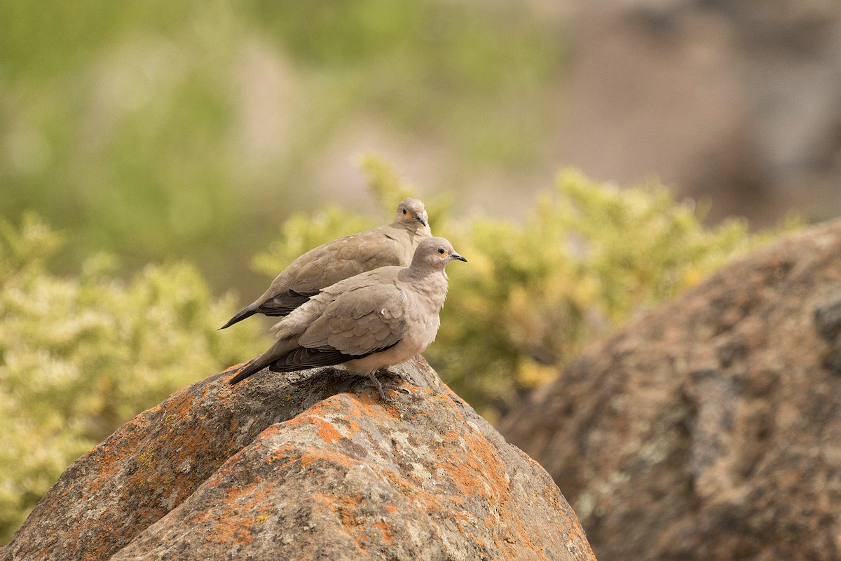 Black-winged Ground Dove - ML617322734