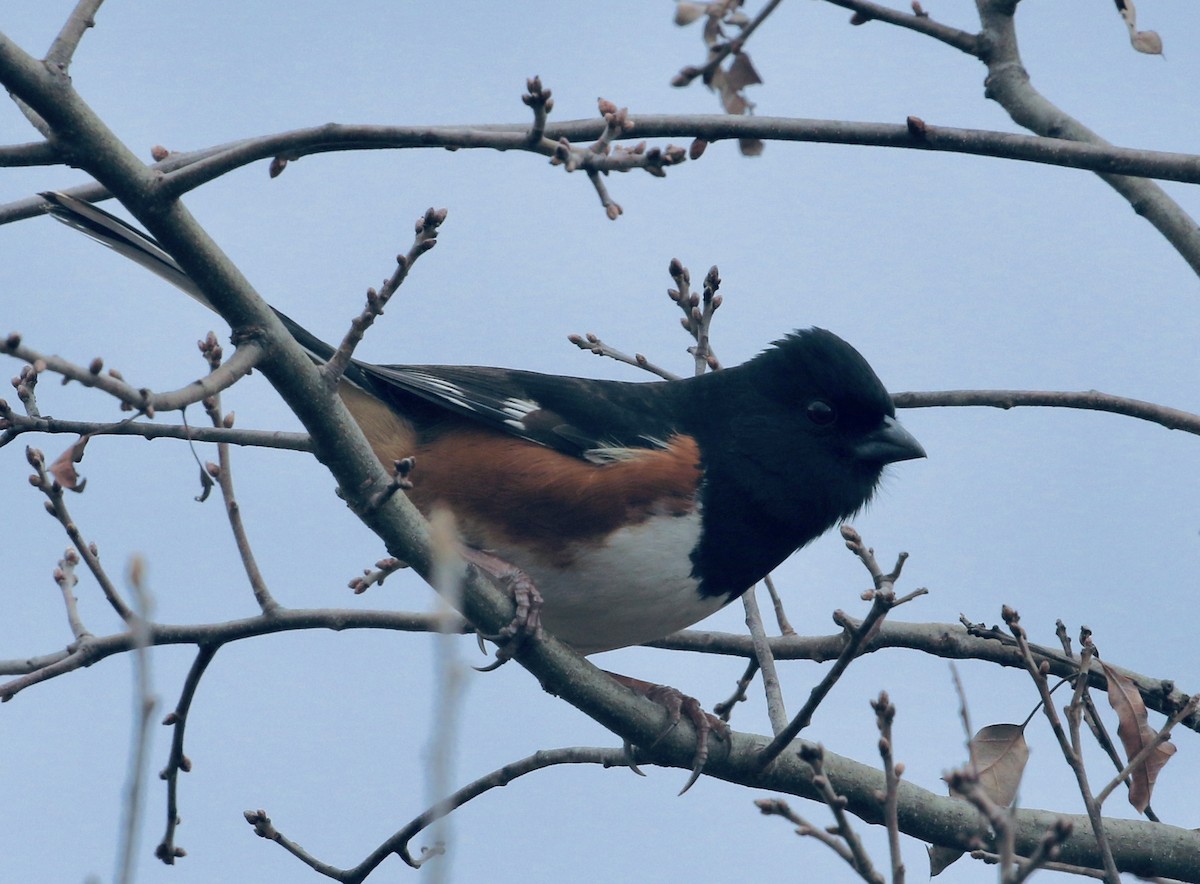 Eastern Towhee - Michael Medeiros