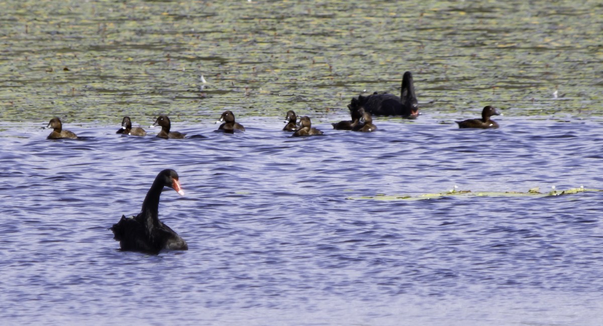 Hardhead - Rebel Warren and David Parsons