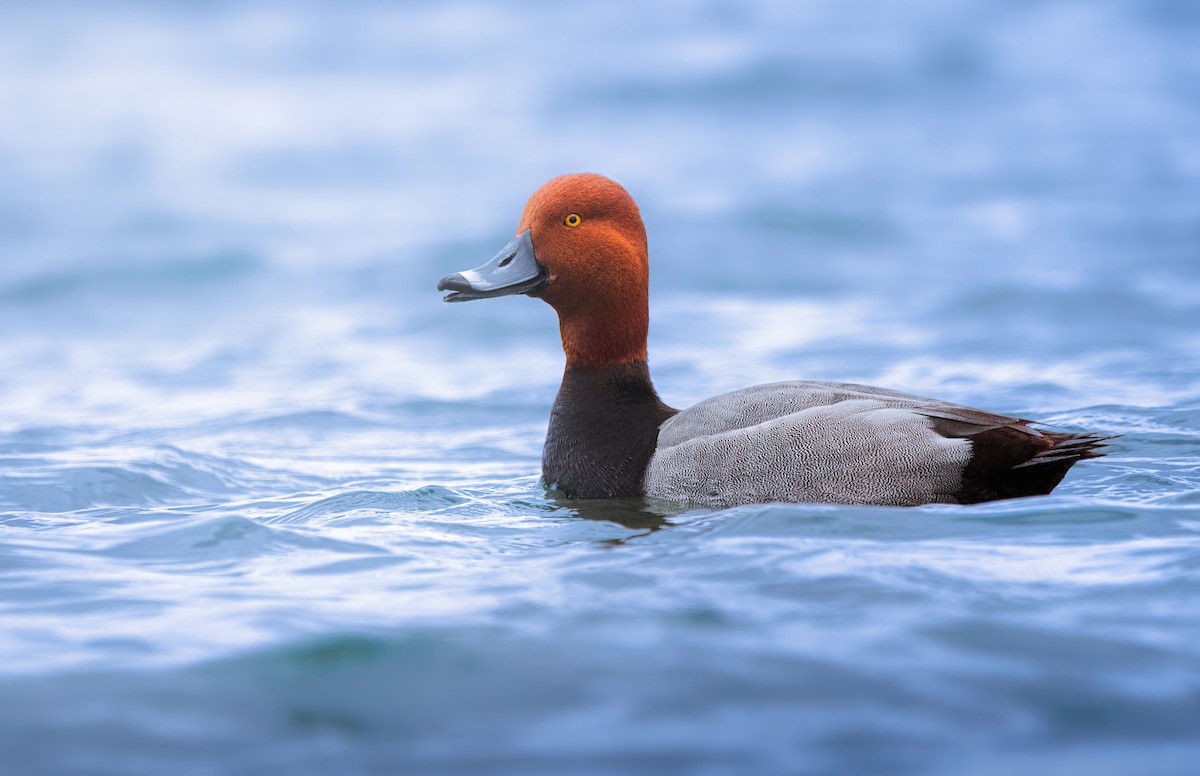 Redhead - ML617322810