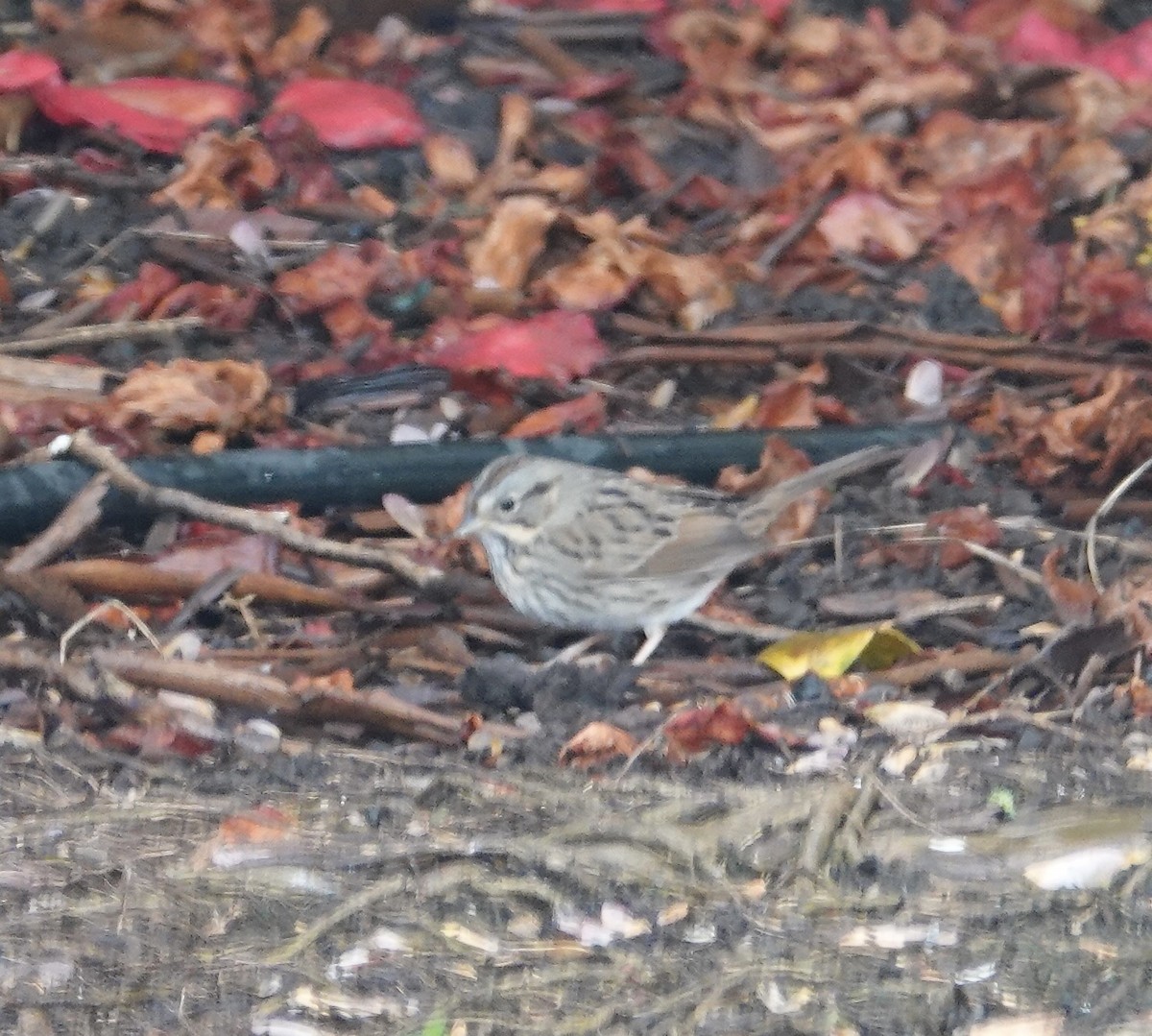 Lincoln's Sparrow - Kenneth Sobon