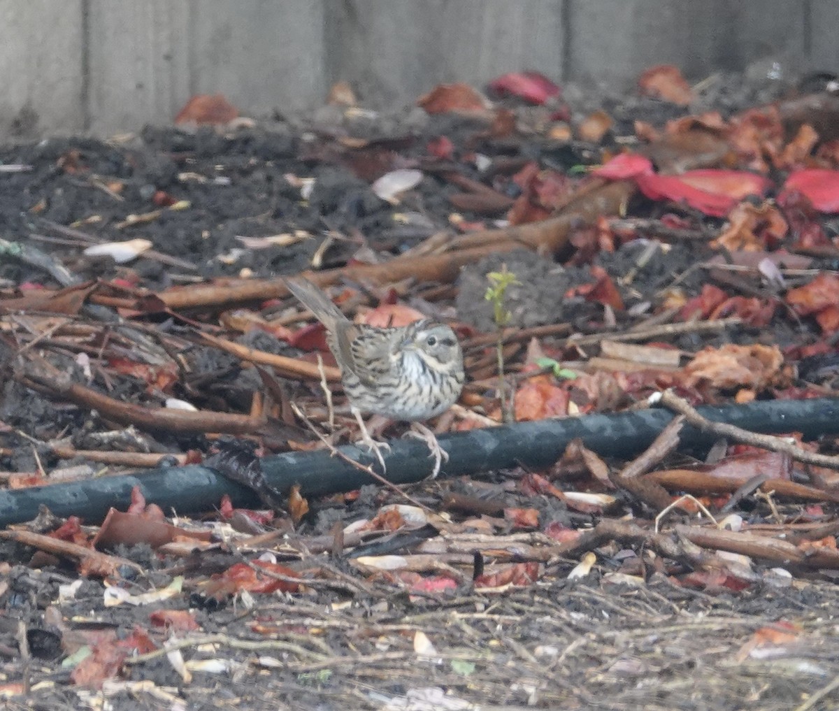 Lincoln's Sparrow - Kenneth Sobon