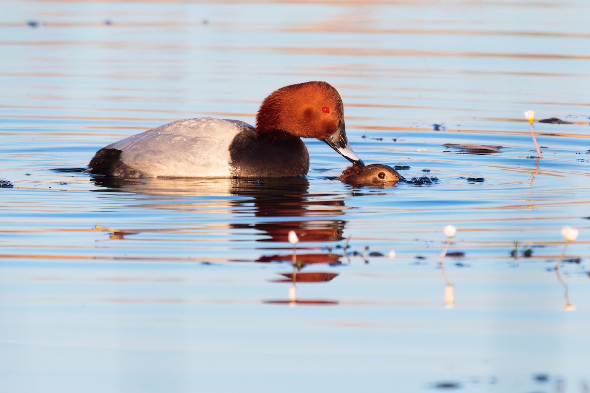 Common Pochard - ML617322828