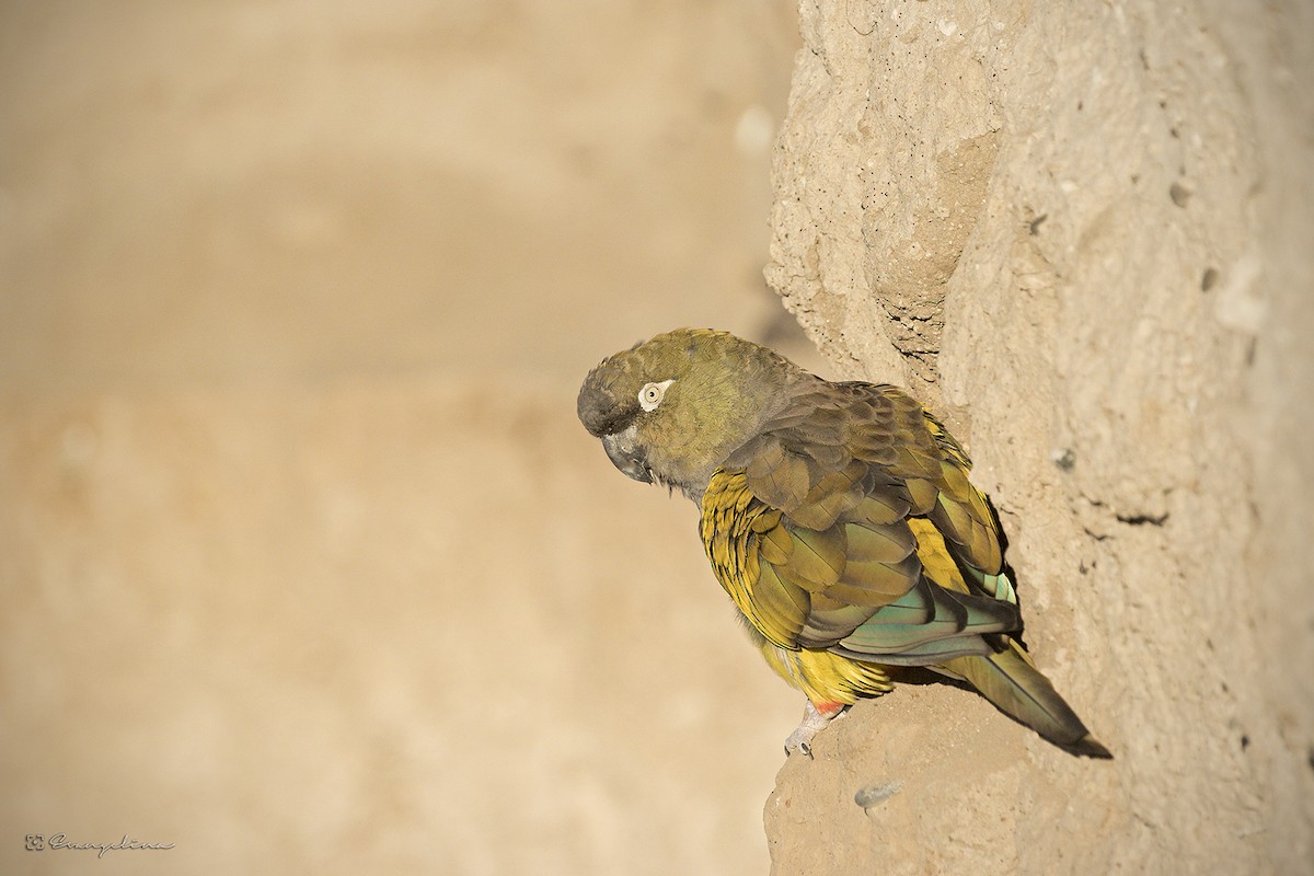 Burrowing Parakeet - ML617322829