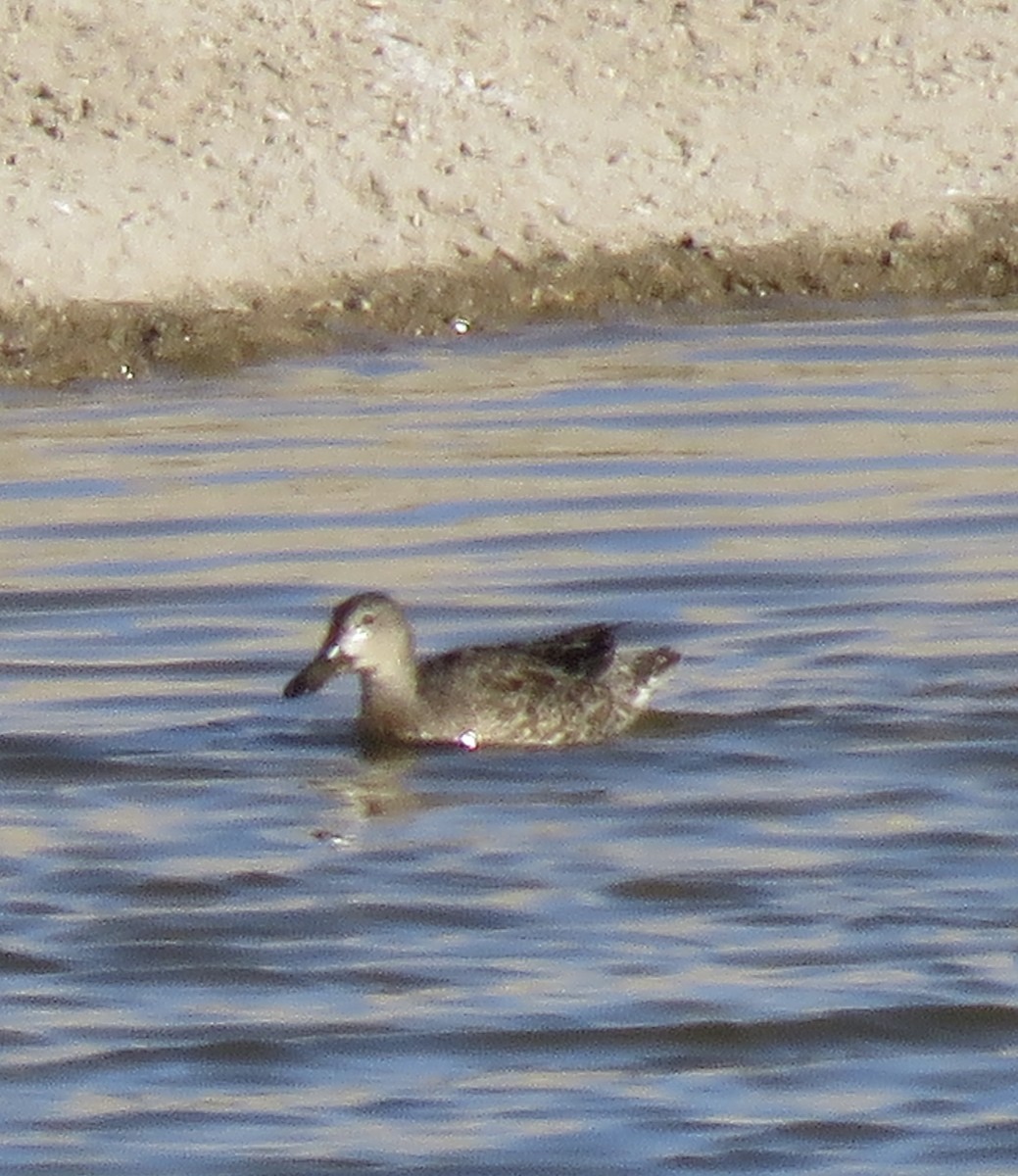 Blue-winged Teal - ML617322831