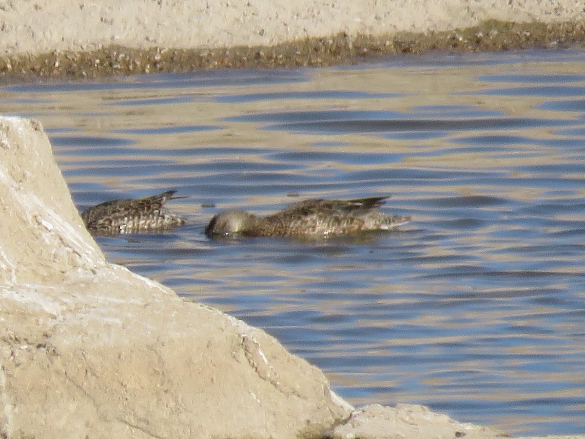 Blue-winged Teal - ML617322832