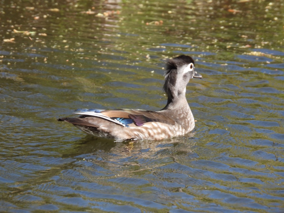 Wood Duck - ML617322854