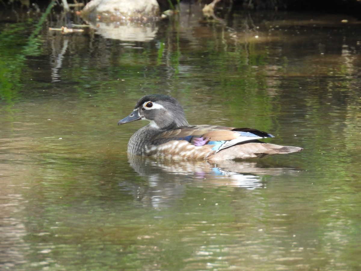 Canard branchu - ML617322855