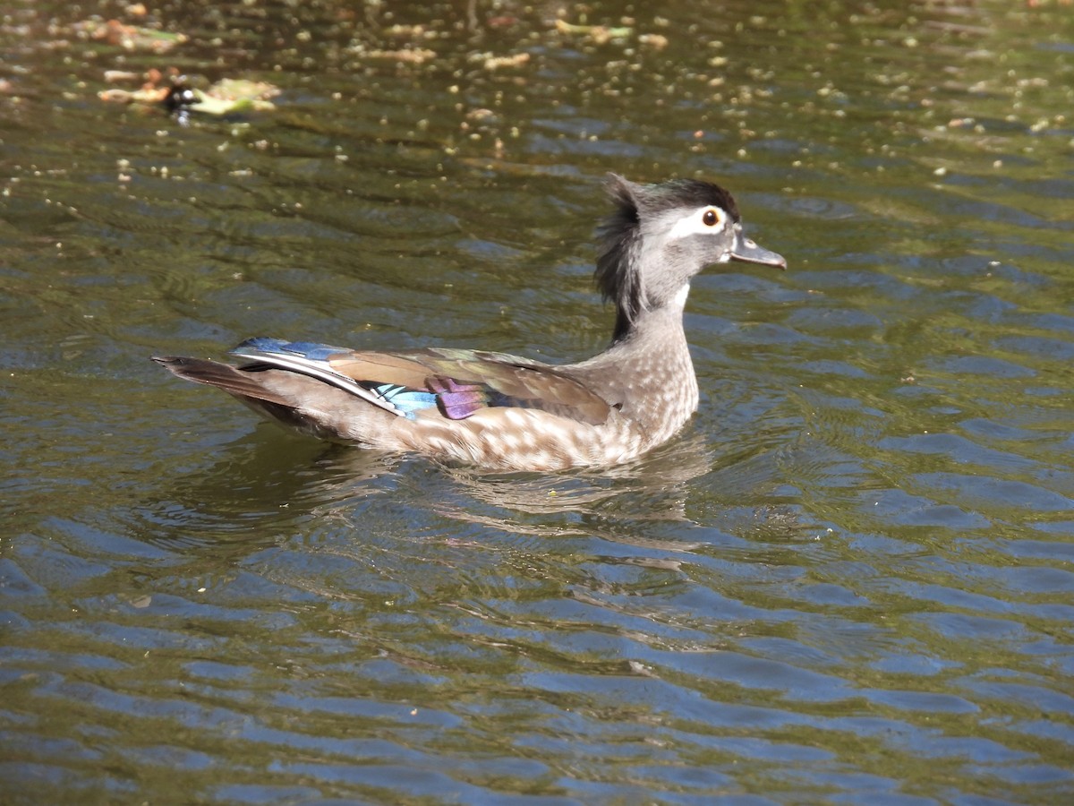 Wood Duck - ML617322856