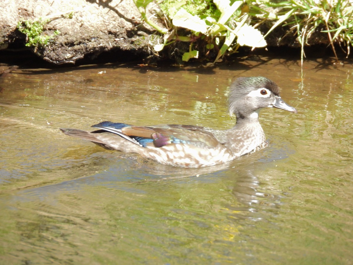 Wood Duck - ML617322857