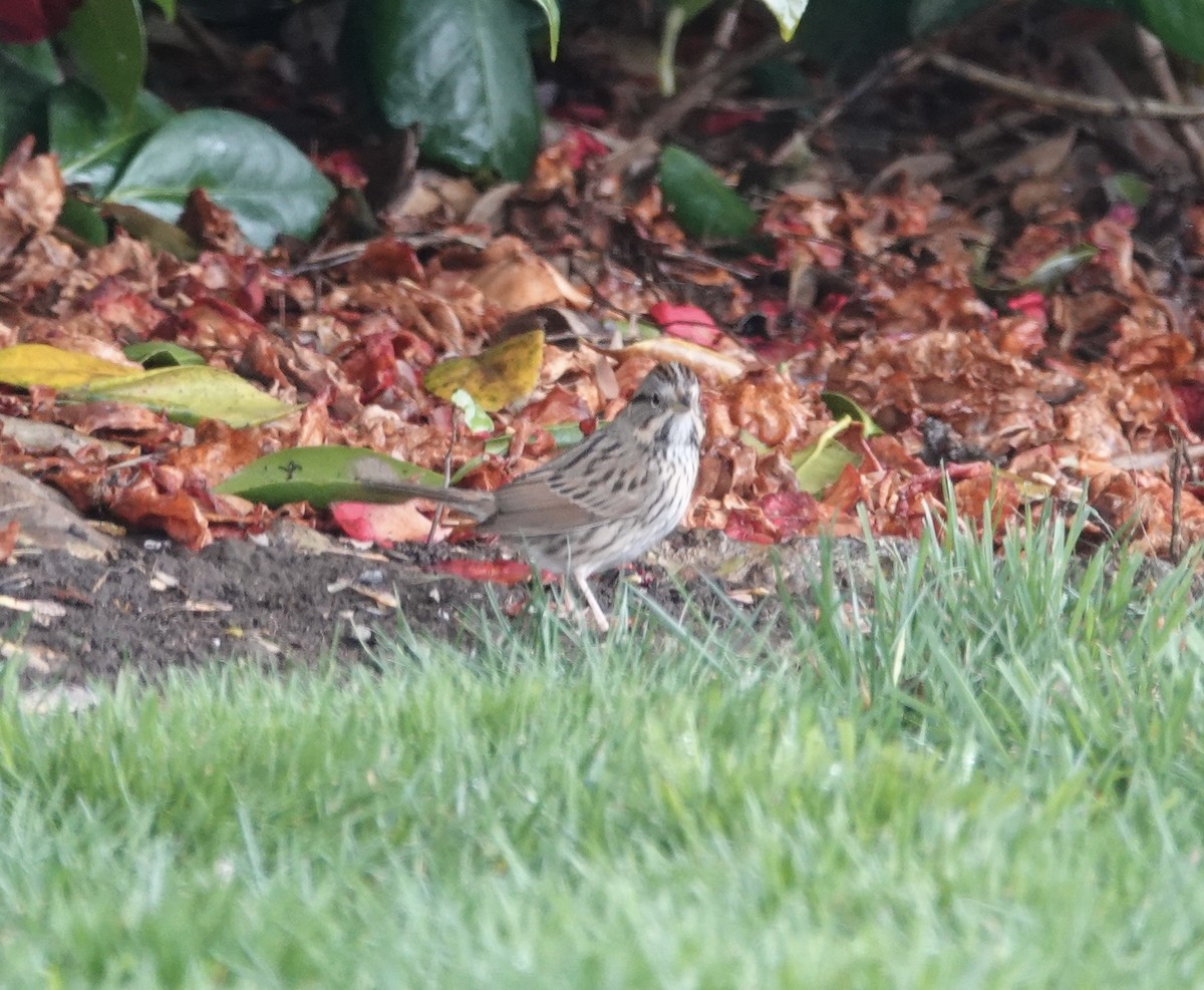 Lincoln's Sparrow - Kenneth Sobon