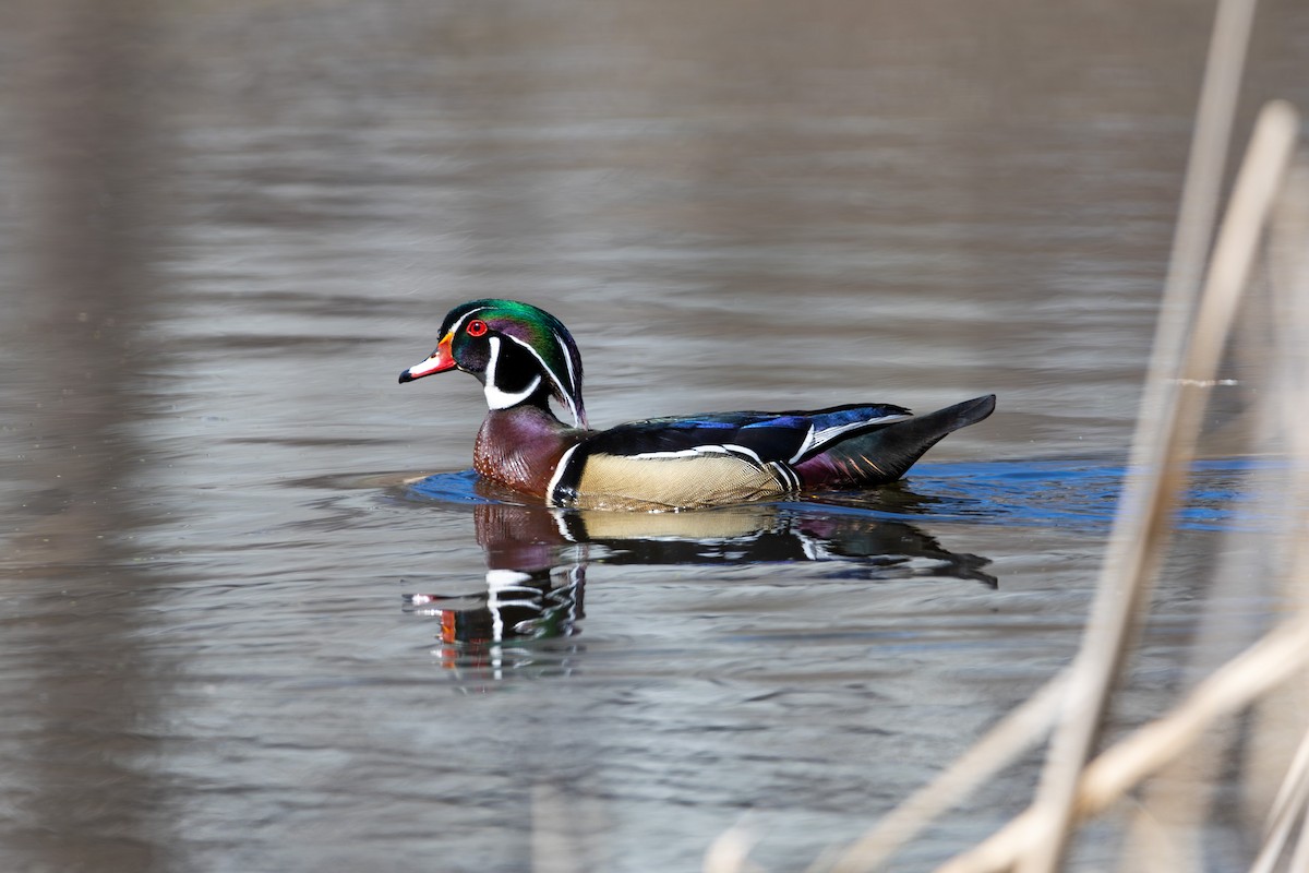 Wood Duck - ML617322873