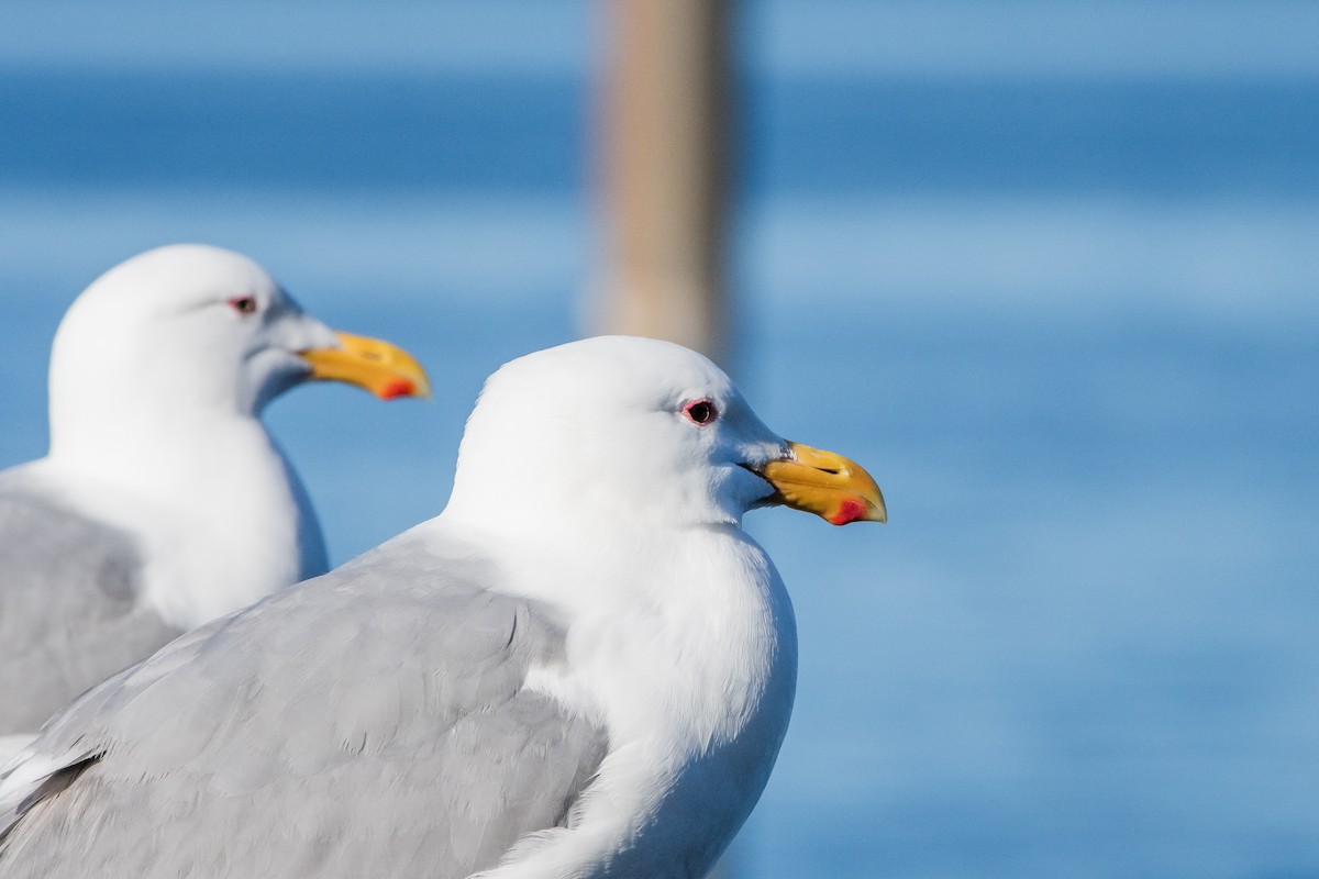 Glaucous-winged Gull - ML617322891