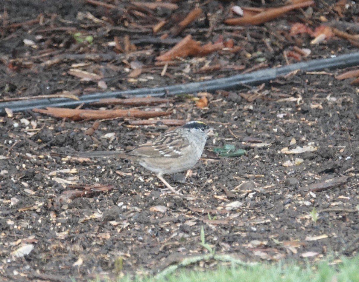 Golden-crowned Sparrow - Kenneth Sobon