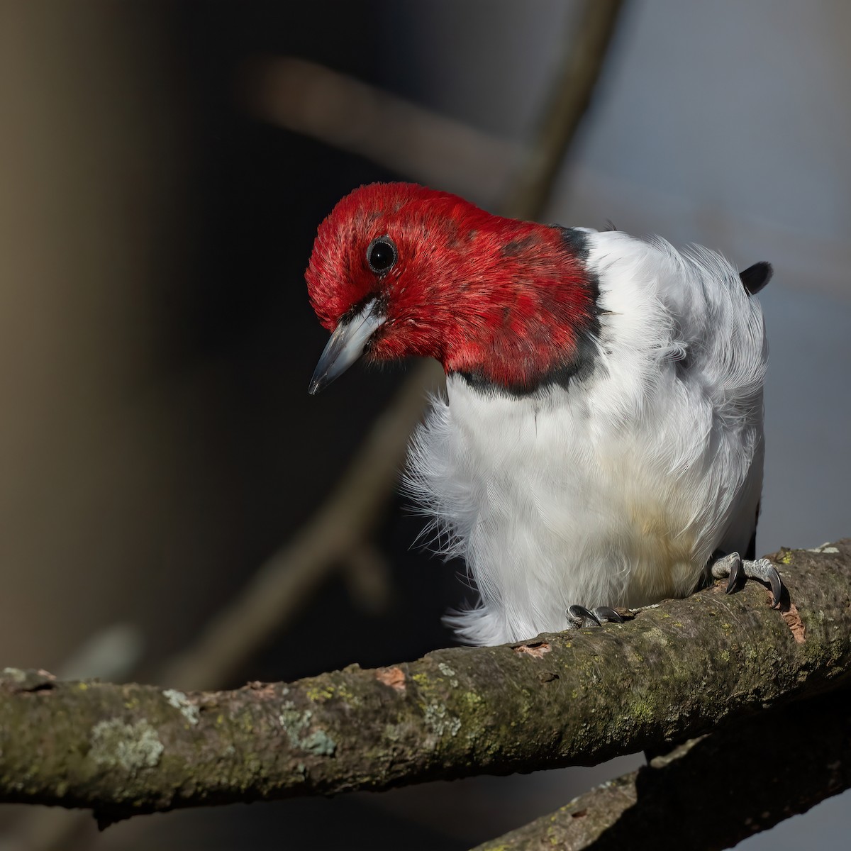 Red-headed Woodpecker - ML617322964