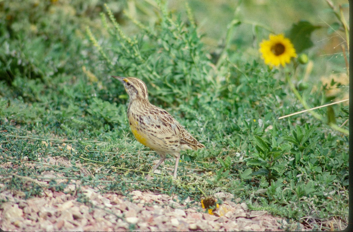 Western Meadowlark - ML617322990