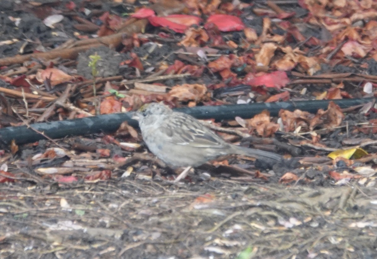 Golden-crowned Sparrow - Kenneth Sobon