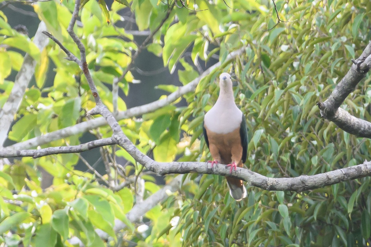 Cinnamon-bellied Imperial-Pigeon - ML617323002