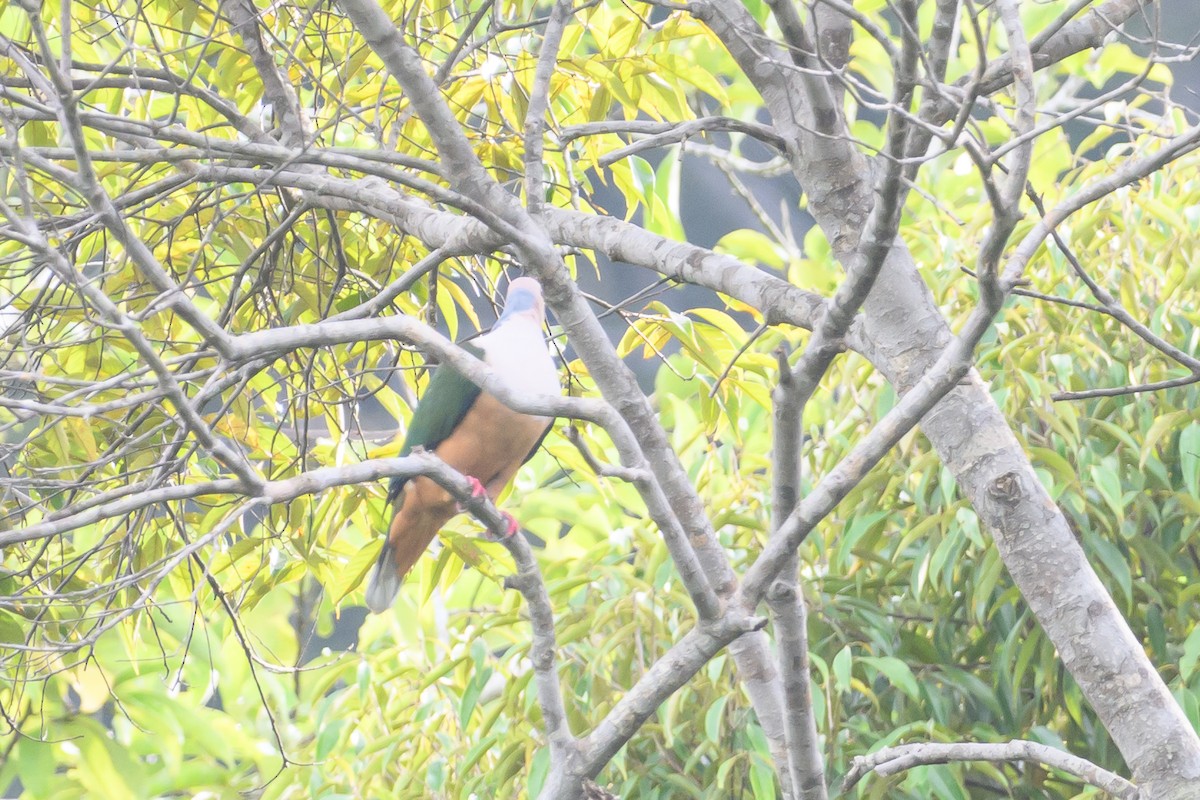 Cinnamon-bellied Imperial-Pigeon - ML617323003